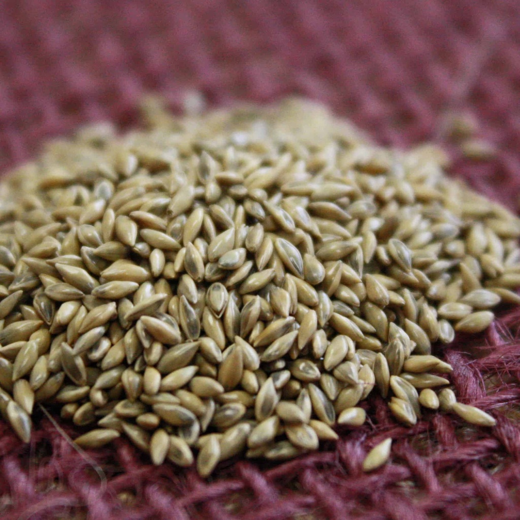 BLACKWELL SWITCHGRASS Douglass King Seeds